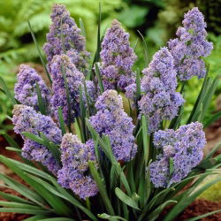 Giacint de struguri Muscari „Fantasy Creation” - pachet de 10 bucăți