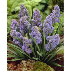 Giacint de struguri Muscari „Fantasy Creation” - pachet de 10 bucăți