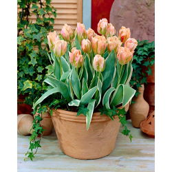 Tulip „China Town” - 5 buc.