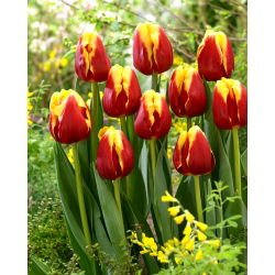 Lale "Danimarka" - 5 adet paket - 