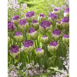 Pottetulipan "Exquisit" - 5 stk pakke; iskrem tulipan