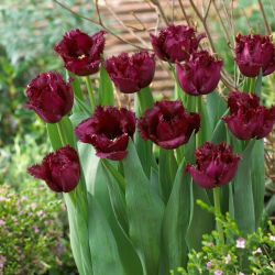 Tulip "Gorilla" - fringed (Crispa) - paket 5 pcs - 