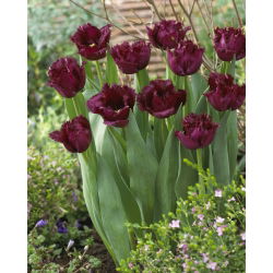 Tulip "Gorilla" - fringed (Crispa) - paket 5 pcs - 