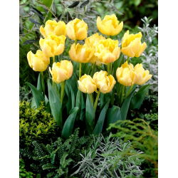 Dobbelt tulipan "Montreux" - 5 stk pakke