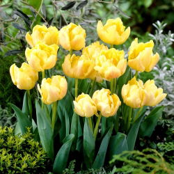 Dobbelt tulipan "Montreux" - 5 stk pakke
