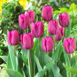 Hoa tulip "Hoàng tử tím" - Gói 5 chiếc - 