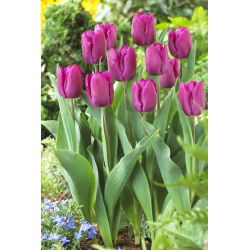 Hoa tulip "Hoàng tử tím" - Gói 5 chiếc - 