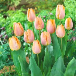 Růžovo-oranžový tulipán - losos - velké balení! - 50 ks. - 