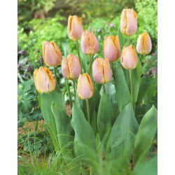 Růžovo-oranžový tulipán - losos - velké balení! - 50 ks. - 