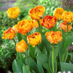 Tulipan "Sunlover" - 5 stk pakke