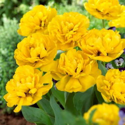 Dobbelt tulipan "Yellow Pomponette" -5 stk pakke