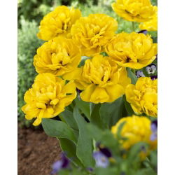 Dobbelt tulipan "Yellow Pomponette" -5 stk pakke
