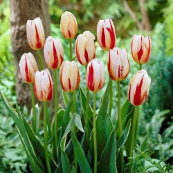 Tulip "Rio Carnival" - paquete de 5 piezas