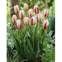 Tulip "Rio Carnival" - paquete de 5 piezas