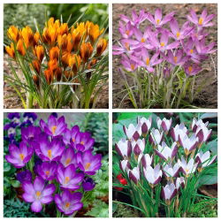 Spring Landscape - set 4 jenis crocus - 80 pcs. - 