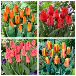 Tulip Greig - set 4 jenis - 40 pcs. - 