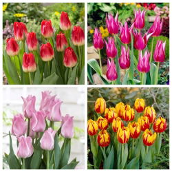 Joker - set 4 jenis tulip - 40 pcs. - 
