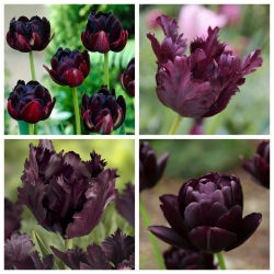 Black Horse - set of 2 tulip varieties - 40 pcs.
