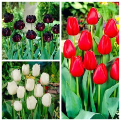 Blackjack – set of 3 tulip varieties - 30 pcs.