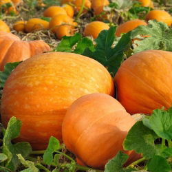 Гігантська кабачка "Бамбіно" - 100 г - 400 насінин - Cucurbita maxima  - насіння