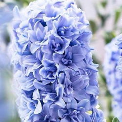 Hyacinthus albastru Tango albastru - iacoc albastru Tango albastru - 3 bulbi