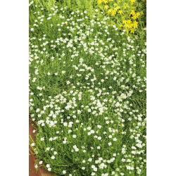 Semi di Irish Moss, Heath Pearlwort - Sagina subulata - 2200 semi