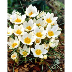 Crocus Snowbunting - 10 pcs. - 