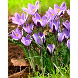 Crocus Spring Beauty - 10 pcs. - 