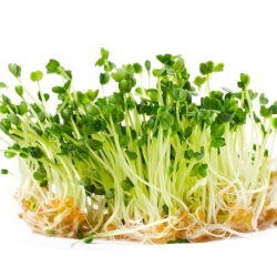 Semințe pentru germinare - Rucola - 100 g - Aromă picantă, cu note de nucă, gata în 5 zile - Semințe proaspete