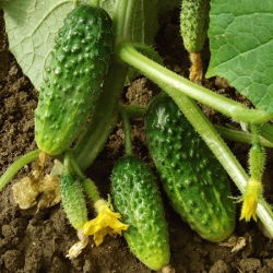 Kurkku - Sremski F1 - 100 grammaa - 3500 siemenet - Cucumis sativus