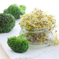 Parsakaali ituja - Brassica oleracea - siemenet