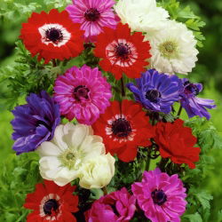 Dubbelanemon - färgval - 40 st; vallmo anemone, vindblomma - 