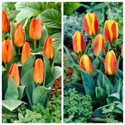 Cammello - set 2 jenis tulip - 40 pcs. - 