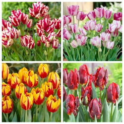 Rollercoaster - set of 4 tulip varieties - 40 pcs.