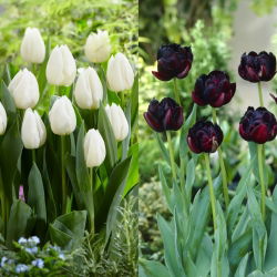 Viennese Waltz - set 2 jenis tulip - 40 pcs. - 