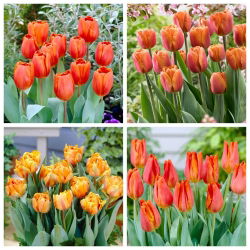 Orange Lake - sada 4 odrůd tulipánů - 40 ks. - 