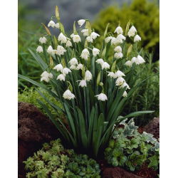 Leucojum aestivum – Sommer-Knotenblume - 5 Zwiebeln