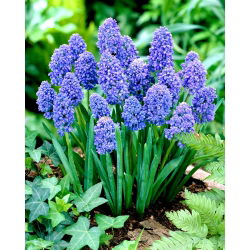 Muscari Blue Spike - Hidacint de struguri Blue Spike - 10 bulbi