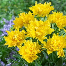 Tulipa Yellow Spider - Lale Sarı Örümcek - 5 ampul