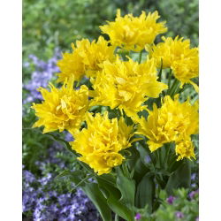 Tulipa Yellow Spider - Lale Sarı Örümcek - 5 ampul