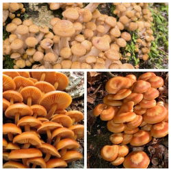 Sada troch druhov húb - medovitá huba, enoki, puštík obalený - mycélium - 