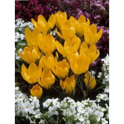 Crocus Golden Yellow - 10 bebawang