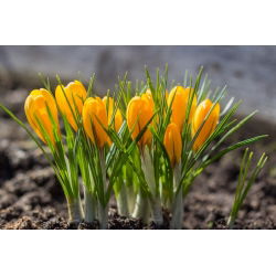 Crocus Golden Yellow - 10 bebawang