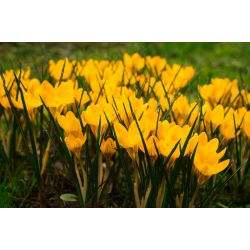 Crocus Golden Yellow - 10 bebawang