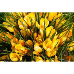 Crocus Golden Yellow - 10 bebawang