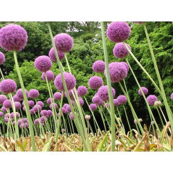 Allium giganteum - XXL