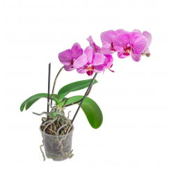 Oală de orhidee „Amazone” transparentă - ø 19 cm - 