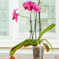 Oală de orhidee „Amazone” transparentă - ø 17 cm - 