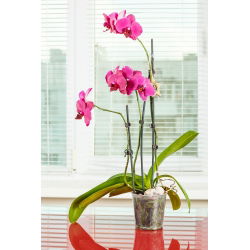 Bình phong lan "Amazone" trong suốt - ø 15 cm - 