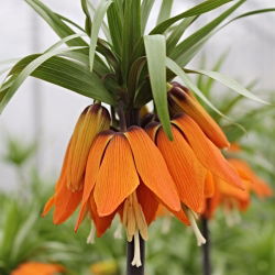 Fritillaria royalialis Aurora - Crown royalial Aurora - củ / củ / rễ - Fritillaria imperialis